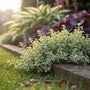 Japanse kardinaalsmuts - Euonymus fortunei 'Minimus'