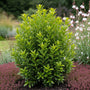 Japanse kardinaalsmuts - Euonymus fortunei 'Tustin'