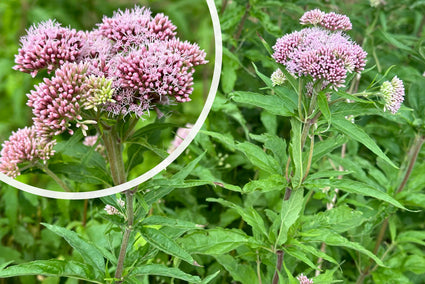 Leverkruid / Koninginnenkruid (Groeihoogte 125 cm) - Eupatorium cannabinum