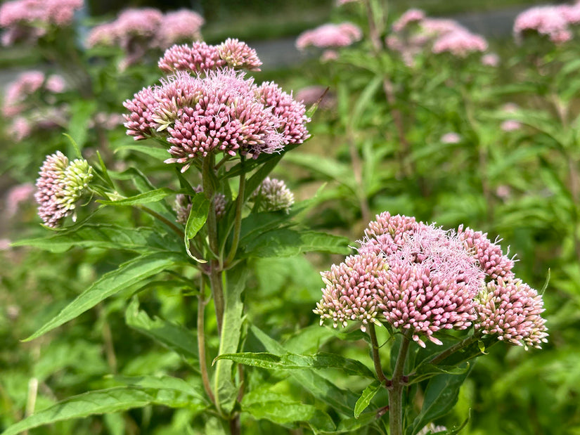 Leverkruid / Koninginnenkruid (Groeihoogte 125 cm) - Eupatorium cannabinum