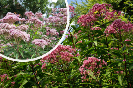 Koninginnenkruid - Eupatorium maculatum 'Atropurpureum'