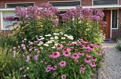 Koninginnekruid - Eupatorium maculatum 'Riesenschirm'