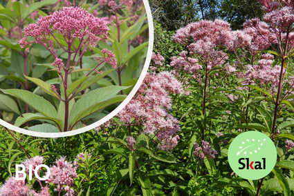 Biologisch Koninginnekruid (Hoogte 2 meter) - Eupatorium mac. 'Atropurpureum'