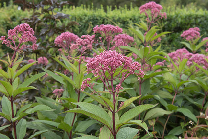 Biologisch Koninginnekruid (Hoogte 2 meter) - Eupatorium mac. 'Atropurpureum'