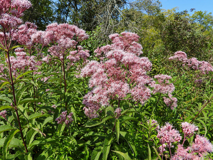 Biologisch Koninginnekruid - Eupatorium mac. 'Atropurpureum'