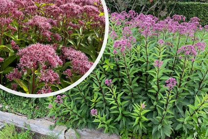 Purper leverkruid (Koninginnekruid, 50 cm) - Eupatorium purpureum