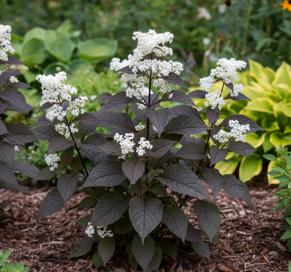 Koninginnekruid - Eupatorium rugosum 'Chocolate'