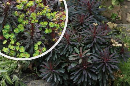 Wolfsmelk - Euphorbia characias 'Miners Merlot'