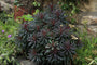 Wolfsmelk - Euphorbia characias 'Miners Merlot'