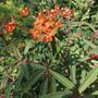 Biologische Wolfsmelk - Euphorbia griffithii 'Fireglow'