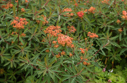 Biologische Wolfsmelk - Euphorbia griffithii 'Fireglow'