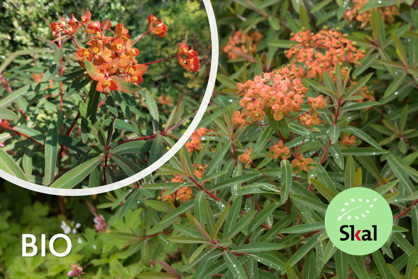 Biologische Wolfsmelk - Euphorbia griffithii 'Fireglow'