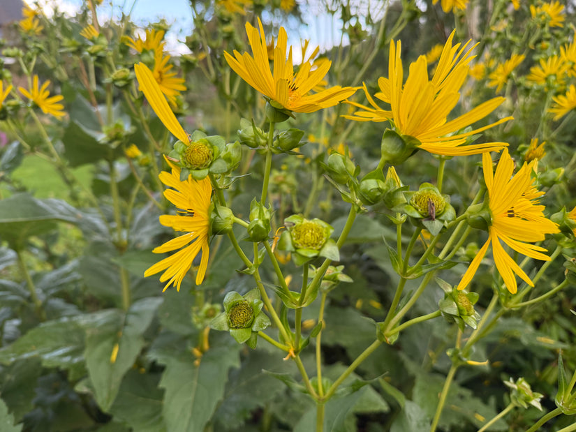Zonnekroon - Silphium perfoliatum