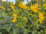 Zonnekroon - Silphium perfoliatum