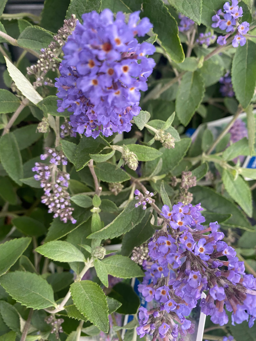 Vlinderstruik - Buddleja davidii 'Lochinch'