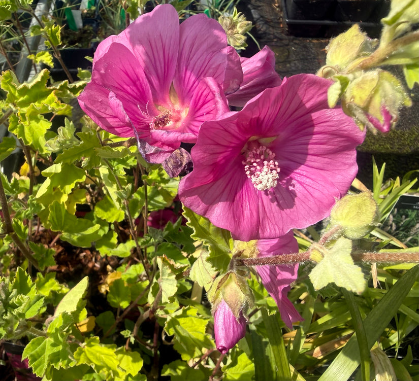 Struikmalva - Lavatera 'Burgundy Wine'