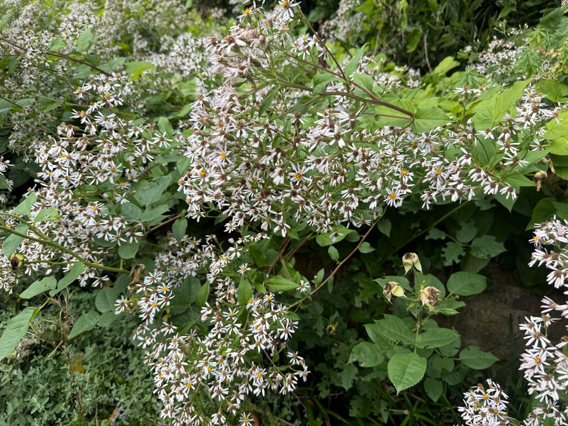 Sneeuwster aster (Hoogte 60 cm) - Aster Divaricatus