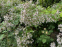 Sneeuwster aster (Hoogte 60 cm) - Aster Divaricatus
