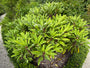 Daphniphyllum macropodum
