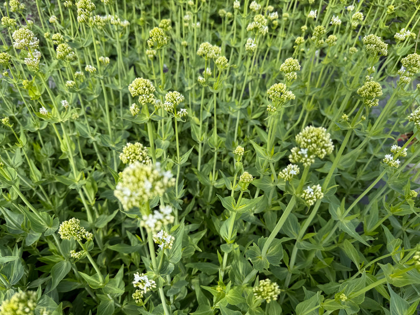 Witte spoorbloem - Centranthus ruber 'Albus' (Witte Valeriaan)