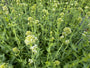 Witte spoorbloem - Centranthus ruber 'Albus' (Witte Valeriaan)