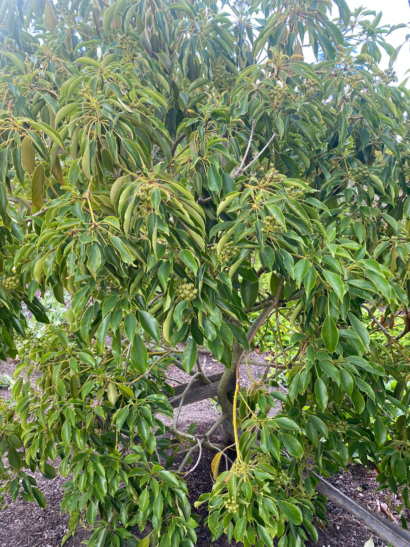 Wieltjesboom - Trochodendron aralioides