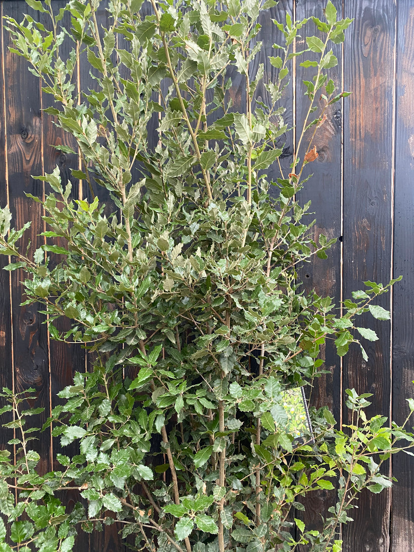 Voorbeeld meerstammige steekeik Quercus Ilex C25 pot in 175-200 cm wat u krijgt