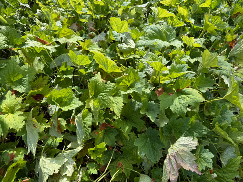 Purperklokje - Heuchera villosa
