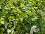 Purperklokje - Heuchera villosa