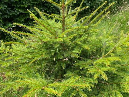 Koreaanse den - Pinus koraiensis