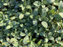 Breedbladige Salie - Biologische Salvia officinalis 'Berggarten'