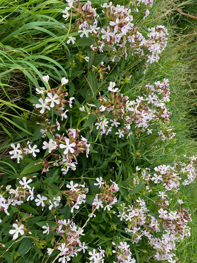 Zeepkruid - Saponaria officinalis