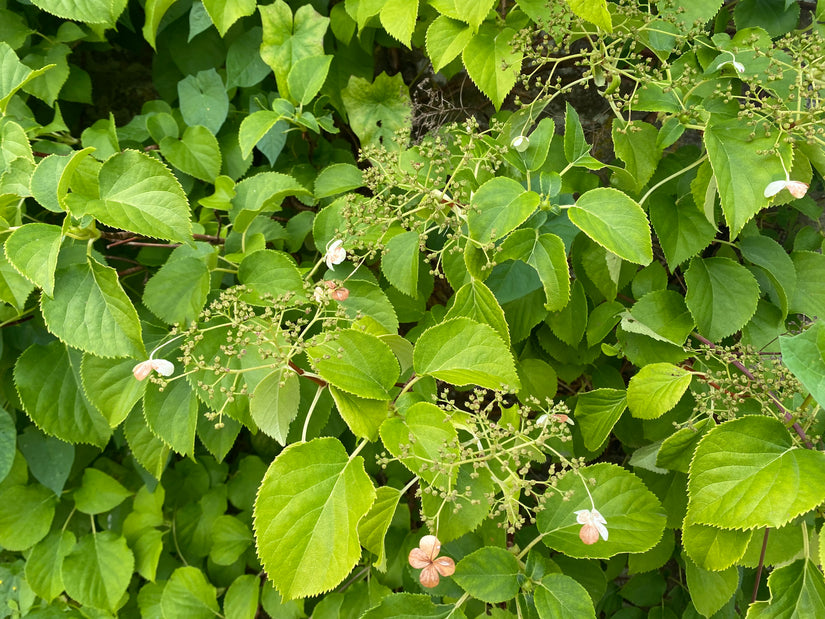 Klimhortensia - Hydrangea anomala subsp. petiolaris