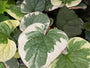 Kaukasische vergeet mij niet - Brunnera macrophylla 'Dawson's White'