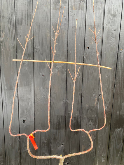 Dubbele U vorm appelboom Malus Elstar - Laagstam leivorm