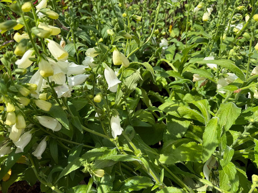 Biologisch Gewoon vingerhoedskruid - Digitalis purpurea 'Alba'