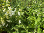 Biologisch Gewoon vingerhoedskruid - Digitalis purpurea 'Alba'
