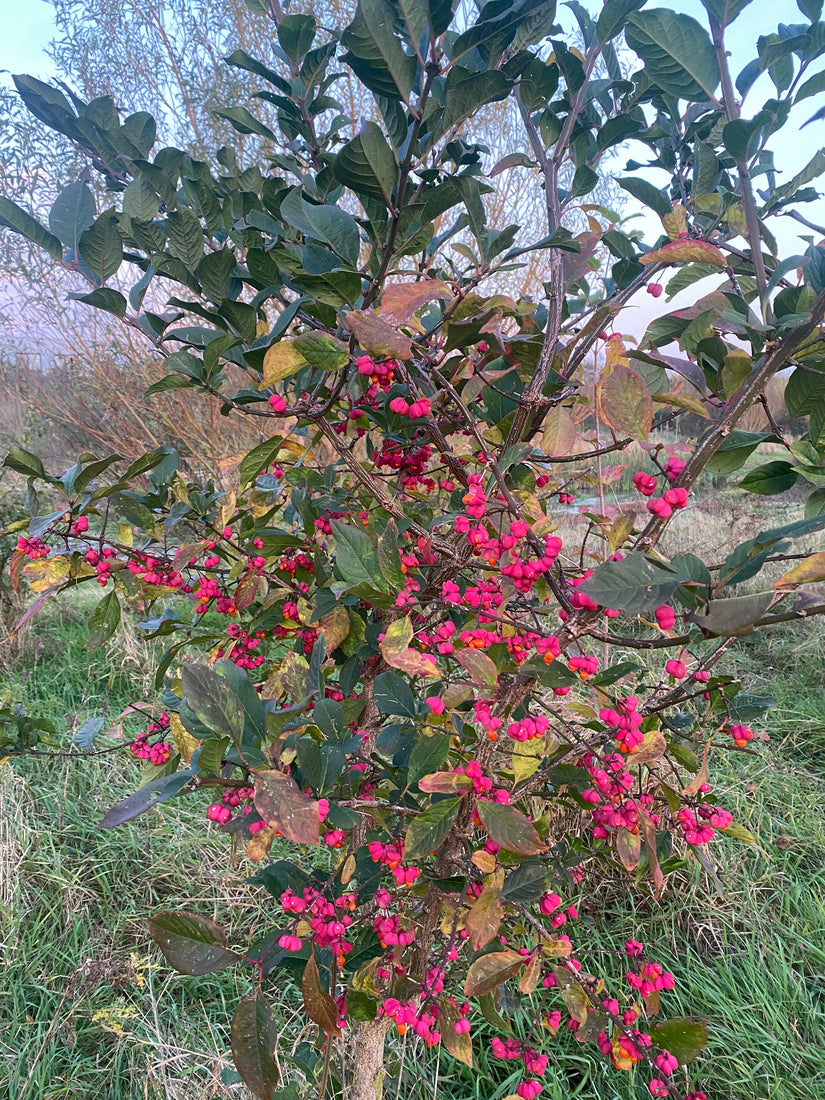 Wilde kardinaalsmuts - Euonymus europaeus