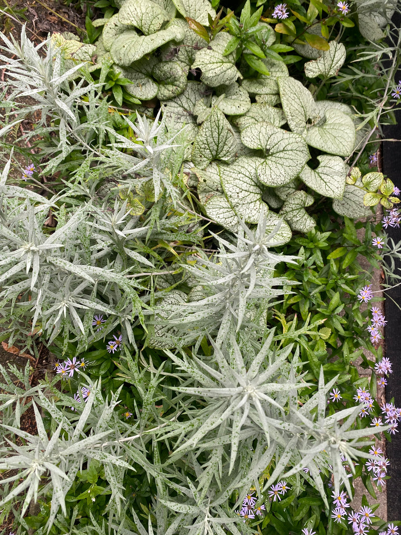 Westerse bijvoet - Artemisia ludoviciana 'Silver Queen'