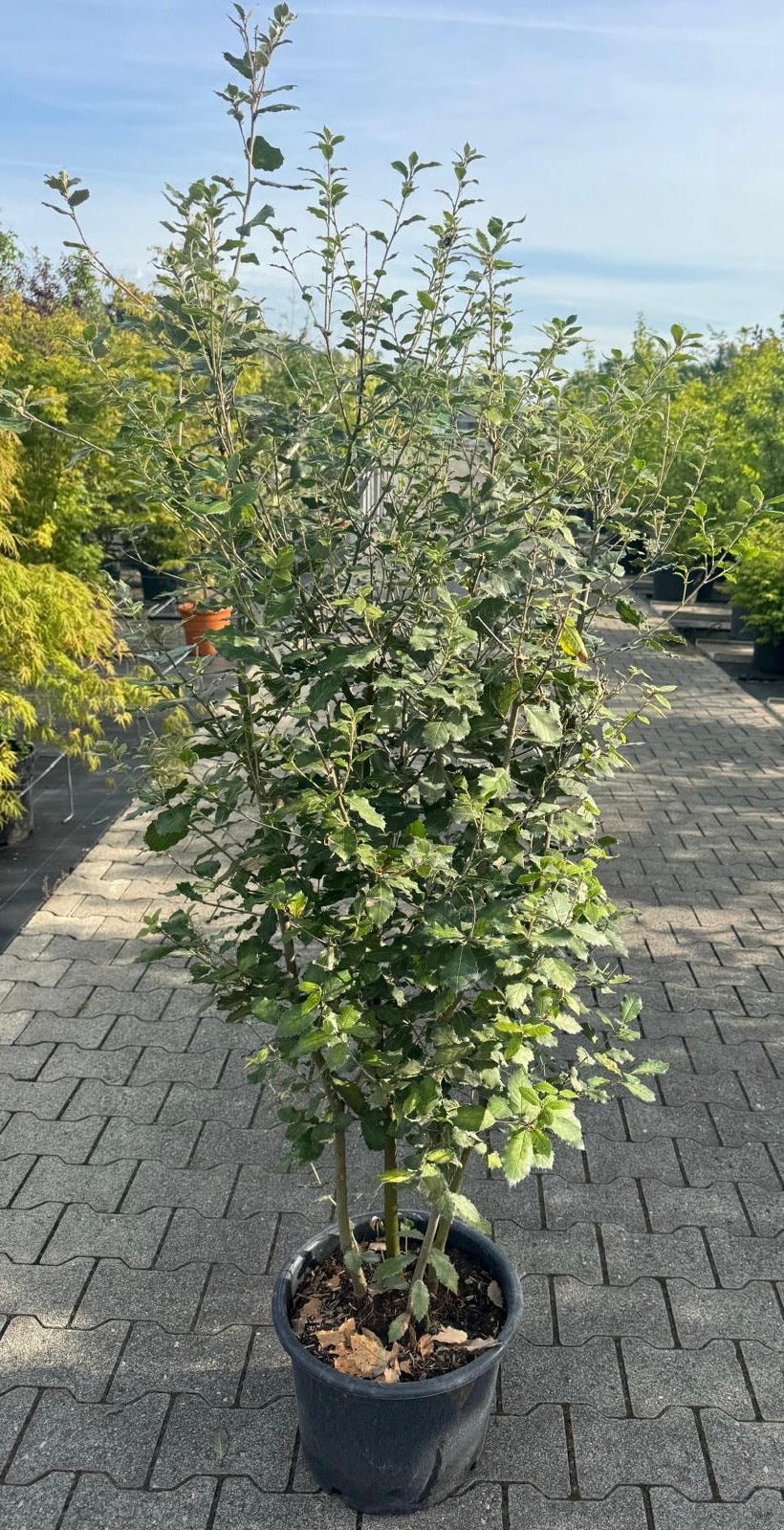 Meerstammige Steeneik - Quercus ilex