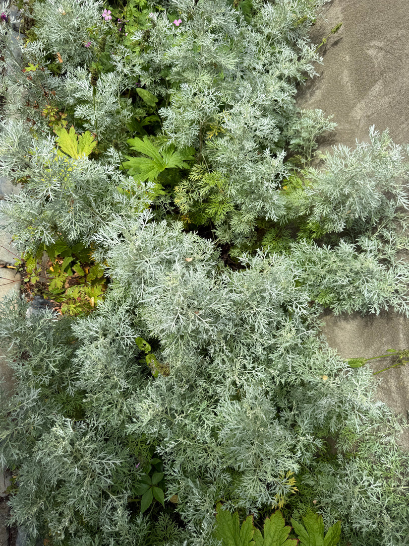 Alsem - Artemisia 'Powis Castle'