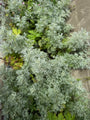 Alsem - Artemisia 'Powis Castle'