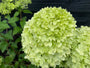 Pluimhortensia - Hydrangea paniculata 'Limelight'