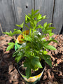 Biologische Passiebloem (Wit) - Passiflora cooltropics 'Snowstar' Bio