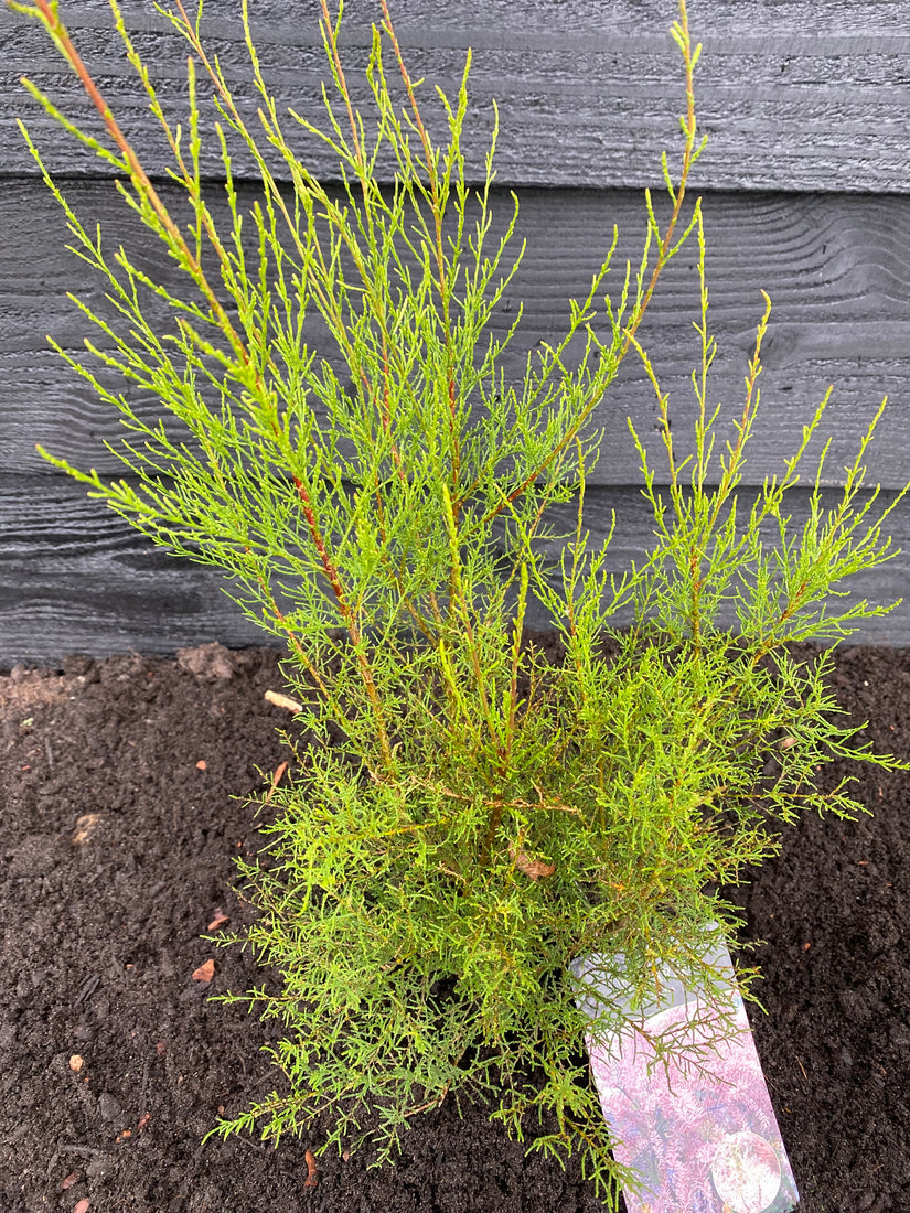 Tamarisk - Tamarix tetrandra