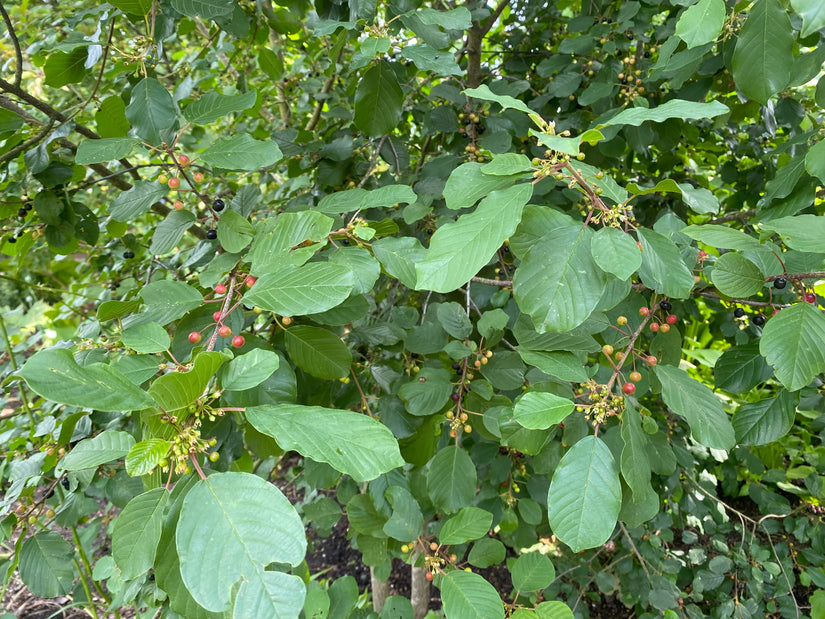 Sporkehout - Frangula alnus