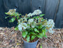 Wintergroene Sneeuwbal - Viburnum 'Tinus'