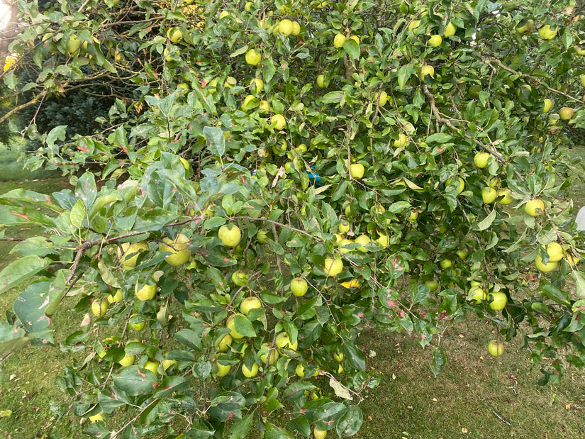 Appelboom - Malus domestica 'Golden Delicious'