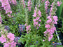 Kattenstaart - Lythrum salicaria 'Blush'