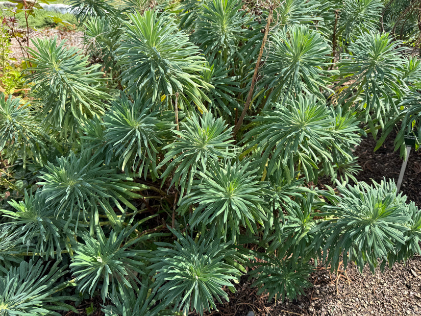 Wolfsmelk - Euphorbia characias